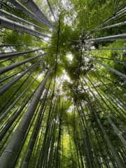 Kamakura, Japan